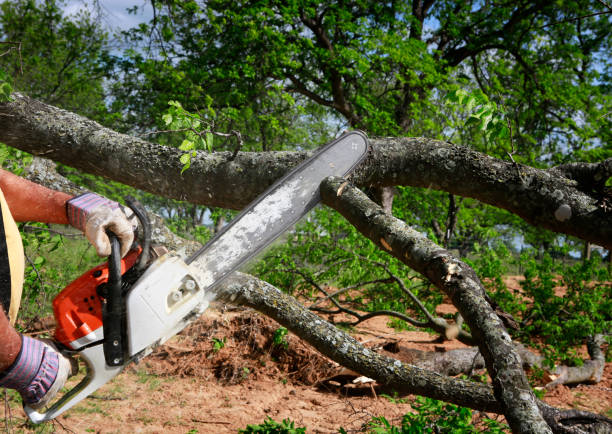 Tree Health Inspection in Oak Hills, CA